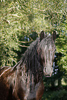 friesian horse in water
