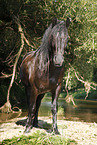 friesian horse in water