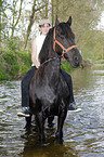 woman rides Frisian horse
