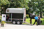 Friesian horse
