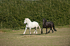 2 horses