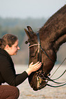 galloping Friesian horse