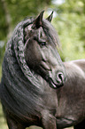 Friesian Horse Portrait