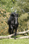 trotting Friesian Horse