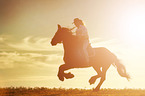 man rides Frisian horse