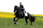 woman rides Frisian horse