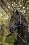 Frisian Horse Portrait