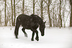 trotting Frisian Horse