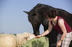 Frisian Horse and sheep