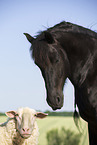 Frisian Horse and sheep