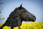 Frisian Portrait