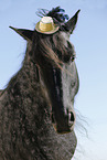 Friesian Horse Portrait