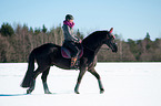 Friesian Horse