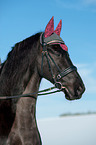 Friesian Horse