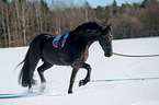 Friesian Horse