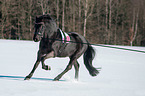 Friesian Horse