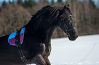 Friesian Horse Portrait