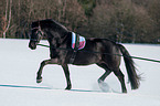 Friesian Horse