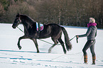 Friesian Horse