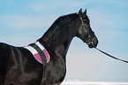 Friesian Horse