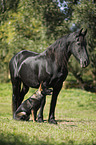 Friesian Horse and German Shepherd
