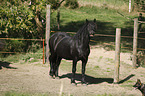 flehming Friesian Horse