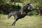 kicking Friesian Horse