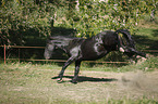 kicking Friesian Horse