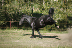 kicking Friesian Horse