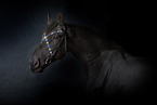 Friesian Horse Portrait