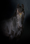 Friesian Horse Portrait