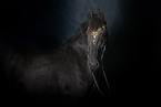 Friesian Horse Portrait