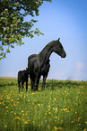 Friesian Horses
