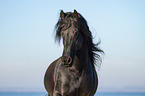 Friesian Horse Portrait