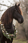 Friesian Horse portrait