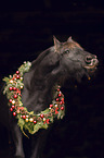 Friesian Horse portrait