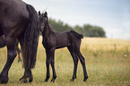 standing Friesian Horse