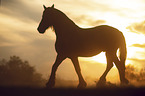 walking Friesian Horse