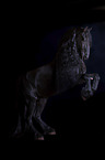 rearing frisian horse