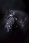 Friesian Horse portrait