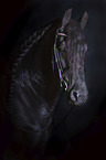 Friesian Horse portrait