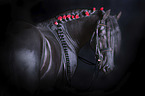 Friesian Horse portrait