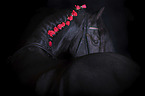 Friesian Horse portrait