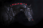 Friesian Horse portrait