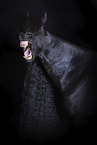 Friesian Horse portrait