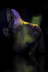 standing Friesian Horse