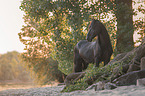 standing Friesian Horse