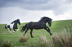 Friesian Horse with Baroque Pinto