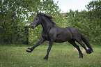running Friesian Horse