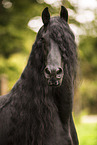 Friesian Horse portrait